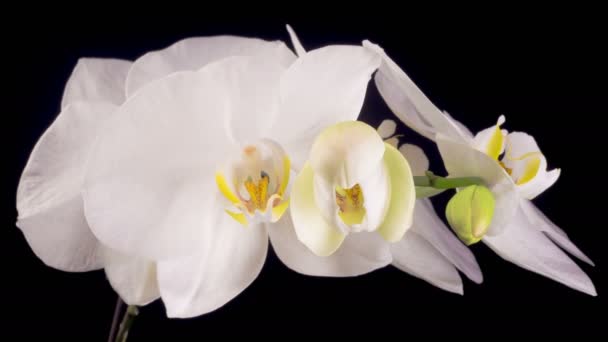 Orchid Blossoms Blooming White Orchid Phalaenopsis Flower Black Background Time — Vídeo de Stock