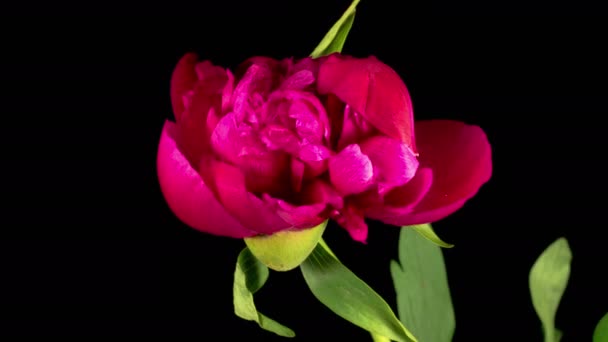 Peony Blossoms Time Lapse Opening Beautiful Red Peony Flowers Black — Stockvideo