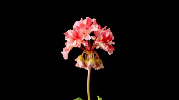 Pink Geranium Pelargonium Blossoms Beautiful Time Lapse Opening Pink Geranium — Stock videók