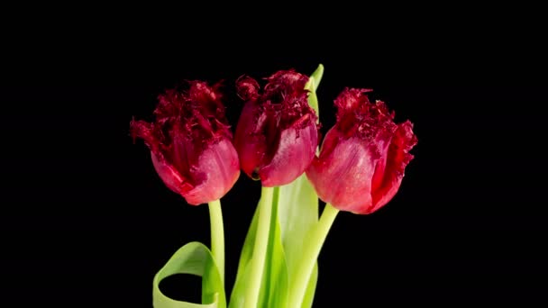 Tulips Blossoms Beautiful Timelapse Red Tulips Flowers Blooming Black Background — Stockvideo