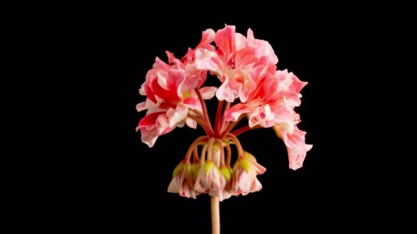 Pink Geranium Pelargonium Blossoms Beautiful Time Lapse Opening Pink Geranium — стоковое видео