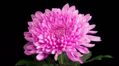 Pembe Kasımpatı Çiçek Çiçekleri. Güzel Pembe Kasımpatı 'nın Zaman Hızı Kara Arkaplan Karşısında Açılıyor. 4K.