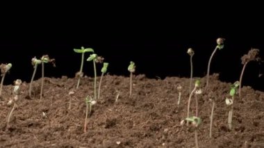 Kara Arkaplan Karşısında Büyüme Zamanındaki Güzel Marihuana Bitkisi. 4K.