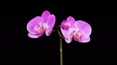 Orkide çiçekleri var. Kara Arkaplan 'da çiçek açan mor orkide falaenopsis çiçeği. Zaman aşımı. 4K.