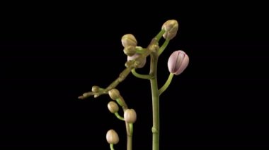 Orkide çiçekleri var. Kara Arkaplan 'da çiçek açan mor orkide falaenopsis çiçeği. Mor Kraliçe. Zaman aşımı. 4K.