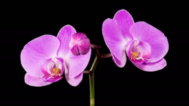 Orkide çiçekleri var. Kara Arkaplan 'da çiçek açan mor orkide falaenopsis çiçeği. Zaman aşımı. 4K.