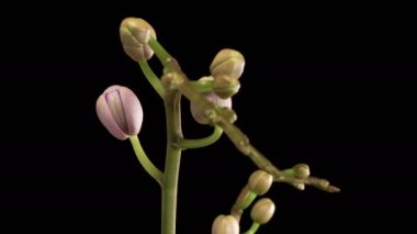 Orkide çiçekleri var. Kara Arkaplan 'da çiçek açan mor orkide falaenopsis çiçeği. Mor Kraliçe. Zaman aşımı. 4K.