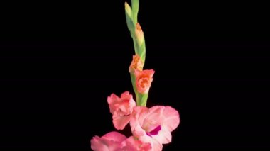 Pembe Gladiolus Çiçekleri. Açılış Pembe Gladiolus Çiçeği 'nin Kara Arkaplanda Güzel Zaman Süreleri. 4K.