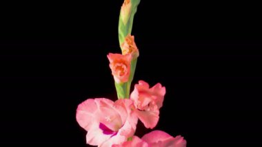 Pembe Gladiolus Çiçekleri. Açılış Pembe Gladiolus Çiçeği 'nin Kara Arkaplanda Güzel Zaman Süreleri. 4K.