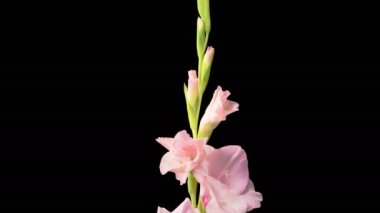 Pembe Gladiolus Çiçekleri. Açılış Pembe Gladiolus Çiçeği 'nin Kara Arkaplanda Güzel Zaman Süreleri. 4K.