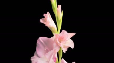 Pembe Gladiolus Çiçekleri. Açılış Pembe Gladiolus Çiçeği 'nin Kara Arkaplanda Güzel Zaman Süreleri. 4K.