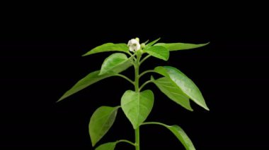 Tatlı çan biberi çiçekleri. Büyümenin Güzel Zamansal Hızı ve Çiçeklenen Tatlı Çan Biber Bitkisi Kara Arkaplan Karşısında. 4K.