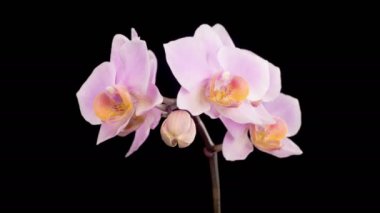 Orkide çiçekleri var. Kara Arkaplan 'da çiçek açan Pembe Orkide Phalaenopsis Çiçekleri. Zaman aşımı. 4K.