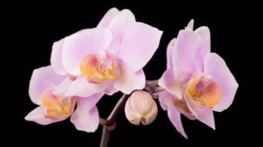 Orkide çiçekleri var. Kara Arkaplan 'da çiçek açan Pembe Orkide Phalaenopsis Çiçekleri. Zaman aşımı. 4K.