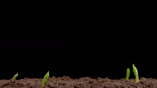Beautiful Time Lapse Growth Vicia Faba Plants Black Background — Vídeo de Stock