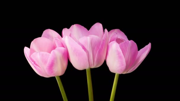 Tulips Blossoms Beautiful Timelapse Pink Tulips Flowers Blooming Black Background — Stok video
