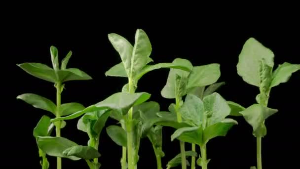 Όμορφη Time Lapse Της Ανάπτυξης Vicia Faba Φυτά Μαύρο Φόντο — Αρχείο Βίντεο