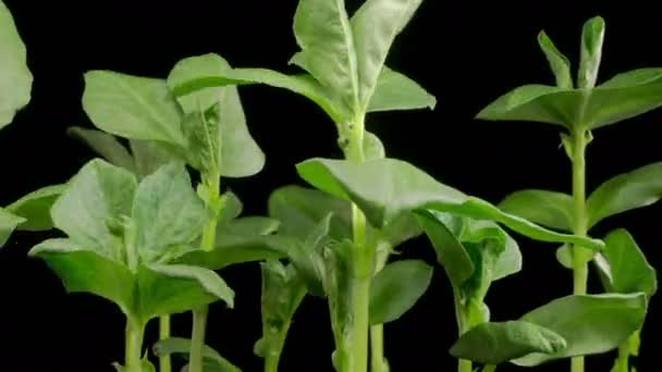 Όμορφη Time Lapse Της Ανάπτυξης Vicia Faba Φυτά Μαύρο Φόντο — Αρχείο Βίντεο