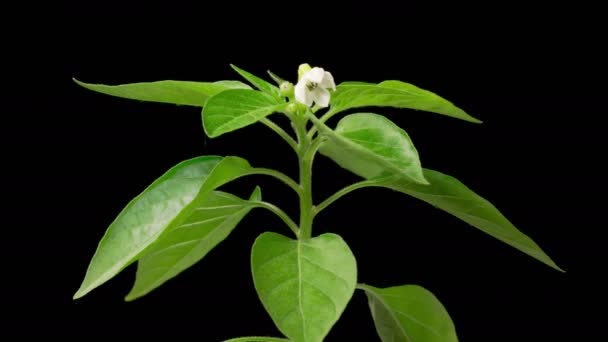 Sweet Bell Pepper Flower Blossoms Beautiful Time Lapse Growth Blooming — Wideo stockowe