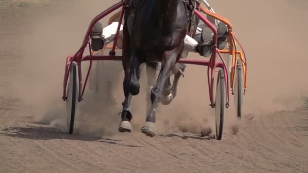 Horse Racing Close Wagons Hooves Running Horse Zpomalený Pohyb — Stock video