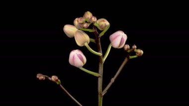 Orkide çiçekleri var. Kara Arkaplan 'da çiçek açan Pembe Orkide Phalaenopsis Çiçekleri. Zaman aşımı. 4K.
