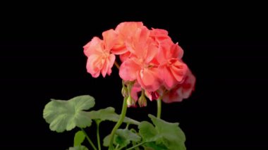 Kırmızı sardunya (Pelargonium) çiçekleri. Kara Arkaplan 'da Kırmızı Sardunya' nın (Pelargonium) Güzel Zaman Hızı. 4K.