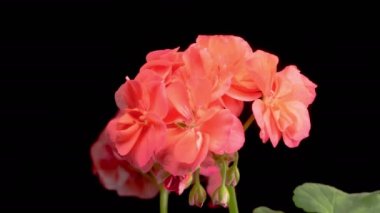 Kırmızı sardunya (Pelargonium) çiçekleri. Kara Arkaplan 'da Kırmızı Sardunya' nın (Pelargonium) Güzel Zaman Hızı. 4K.