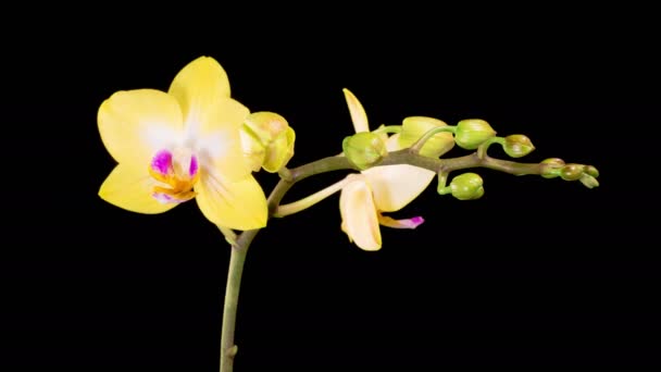 Orchid Blossoms Blooming Yellow Orchid Phalaenopsis Flower Black Background Time — Wideo stockowe