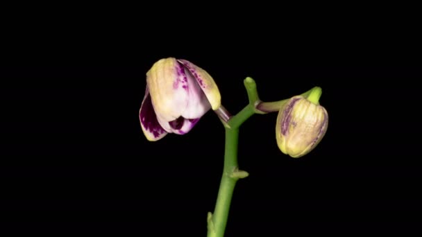 Orchideeënbloesems Blooming White Magenta Orchidee Phalaenopsis Bloem Zwarte Achtergrond Tijd — Stockvideo