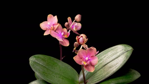 Orchid Blossoms Blooming Pink Orchid Phalaenopsis Flowers Black Background Time — Vídeo de Stock
