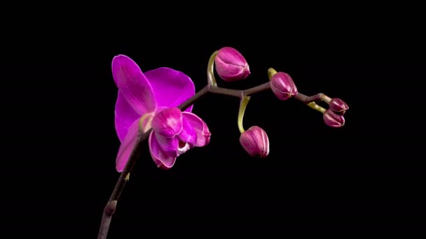 Orchid Blossoms Flor Phalaenopsis Púrpura Floreciente Orquídea Sobre Fondo Negro — Vídeo de stock