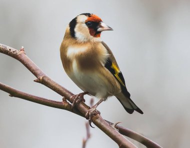 şube üzerinde goldfinch