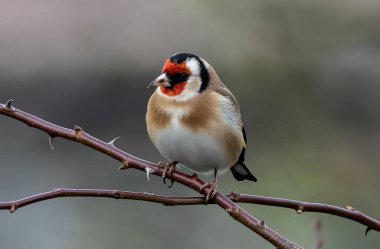 şube üzerinde goldfinch