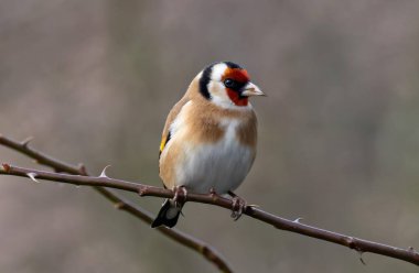şube üzerinde goldfinch