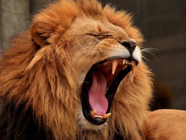 This lion is very angry