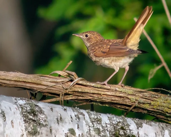 Winged Blackbird Branch — 스톡 사진