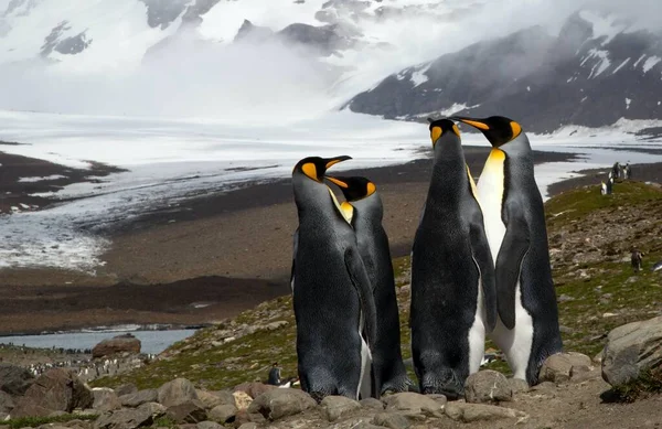 Pinguin Auf Den Felsen — Stockfoto