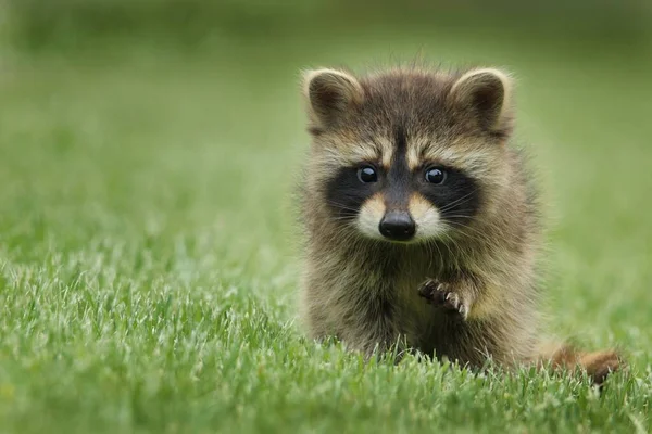 Cute Animal Looks Strange Way — Stock Photo, Image