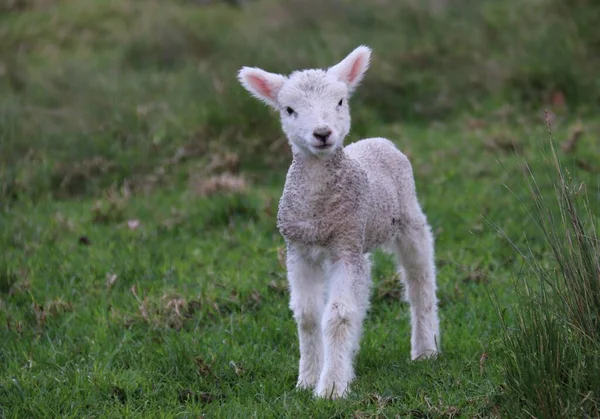 Baby Sheep Looking Photographing — Fotografia de Stock