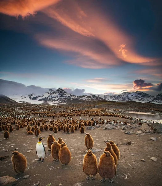Big Penguin Midst Hundred Little Penguins — 스톡 사진