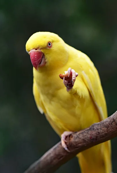 Yellow Parrot Carrying Something Its Leg — Stok fotoğraf