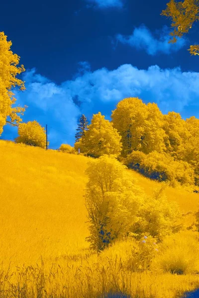 Самый Красивый Пейзаж Желтого Леса — стоковое фото