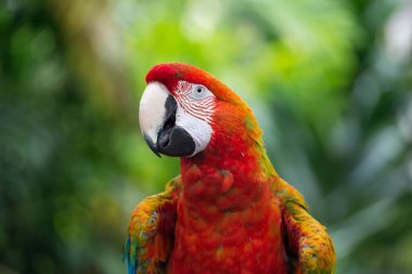 The red and yellow macaw