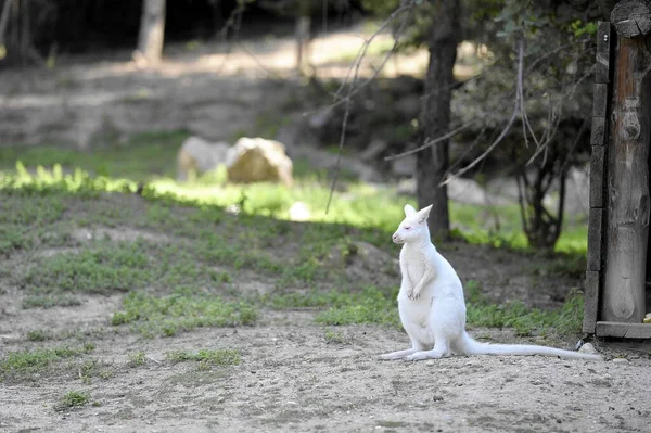 动物园里的白袋鼠 — 图库照片