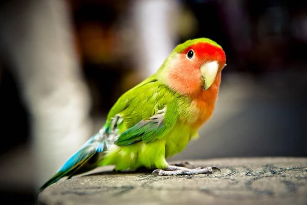 Colorful parrot chick looking at me