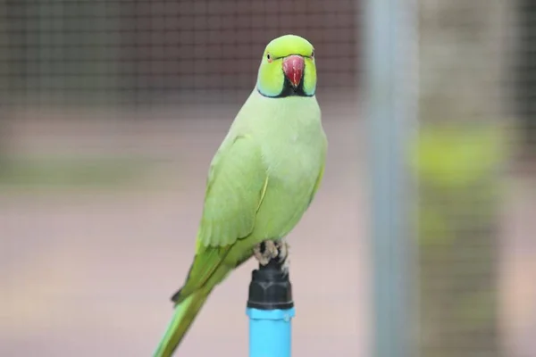 Green Winged Macaw — ストック写真