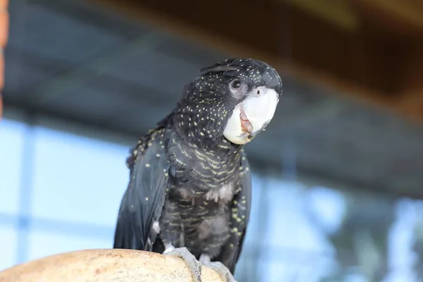 Black Parrot Branch — Stockfoto