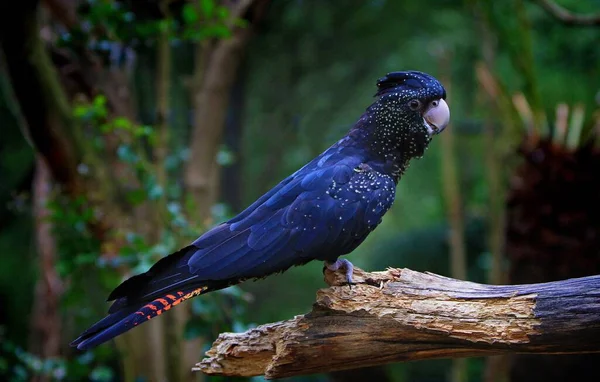 Blue Winged Macaw — Stock Fotó