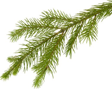 Beyaz arka planda izole edilmiş Noel ağacı dalı
