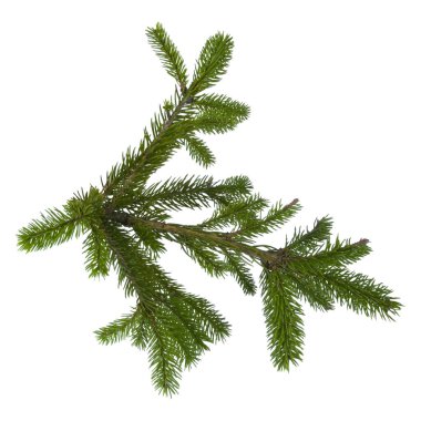 Beyaz arka planda izole edilmiş Noel ağacı dalı